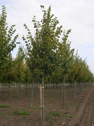 Tilia europaea 'Pallida' | kmínek 120cm